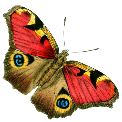 Colorful Butterfly with Detailed Wings