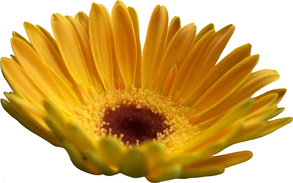 Yellow Daisy Flower Symbolizing Cheerfulness