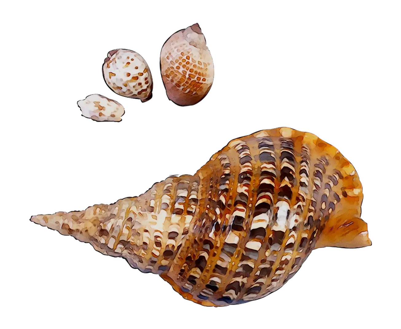 Beautiful Decorative Seashells
