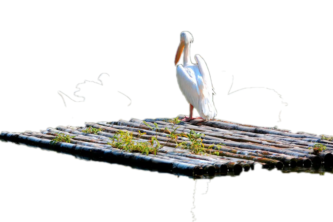 Pelican on a Wooden Raft