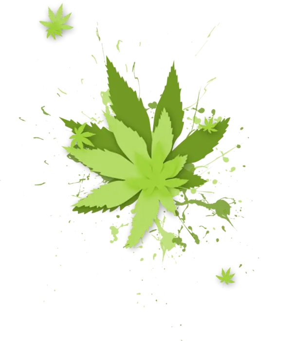 Green Cannabis Leaves Illustration with Splatter Effect