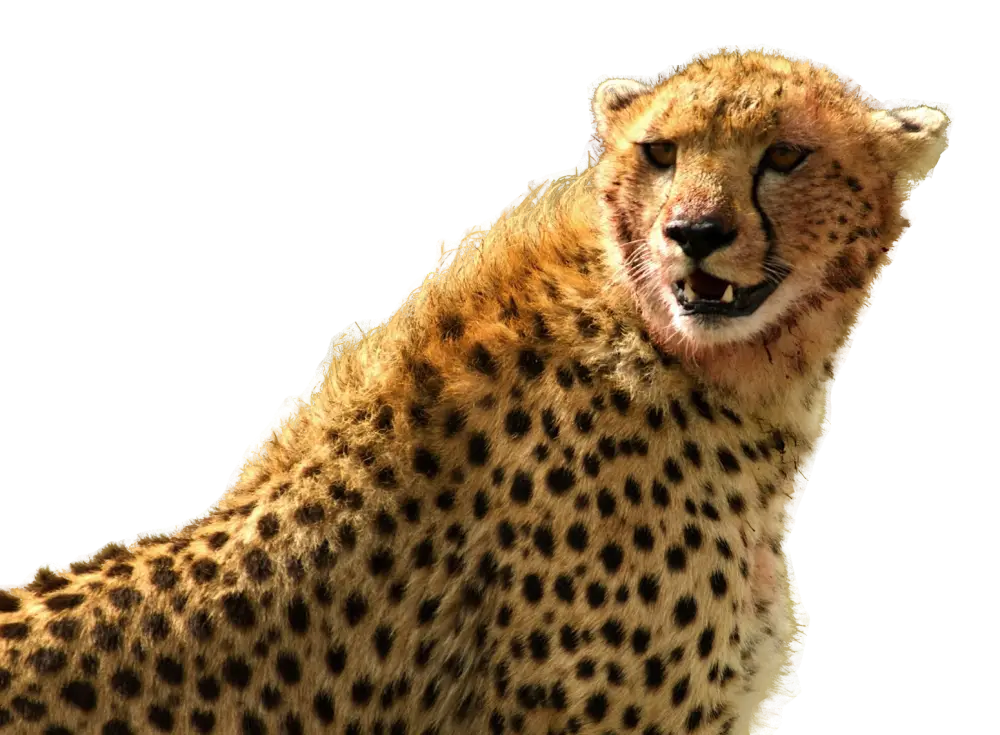 Wild Cheetah with Spotted Fur