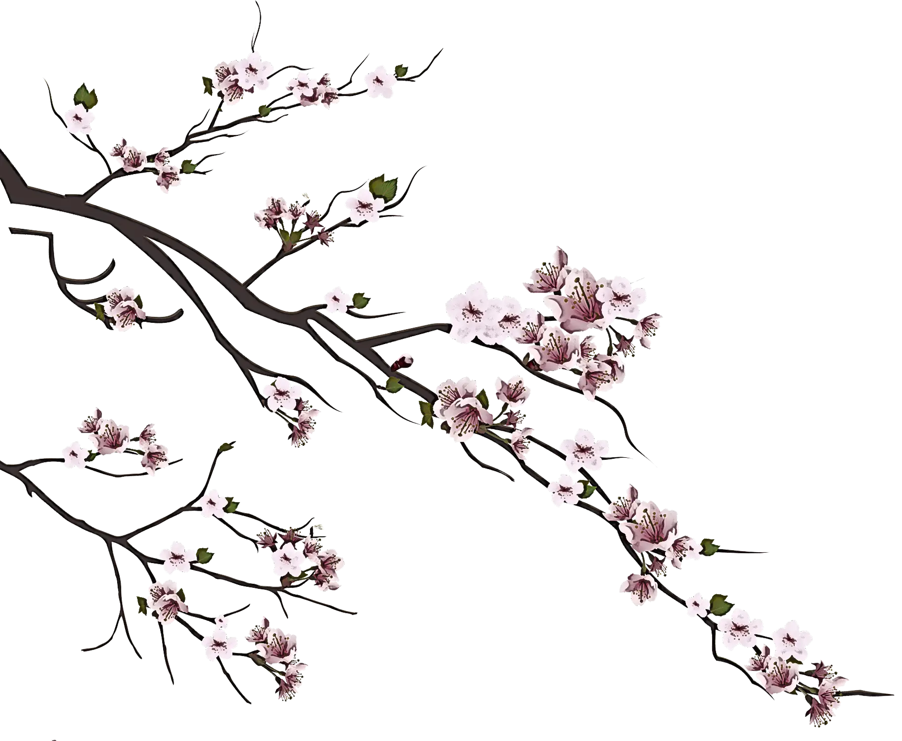 Cherry Blossom Branch with Pink Flowers
