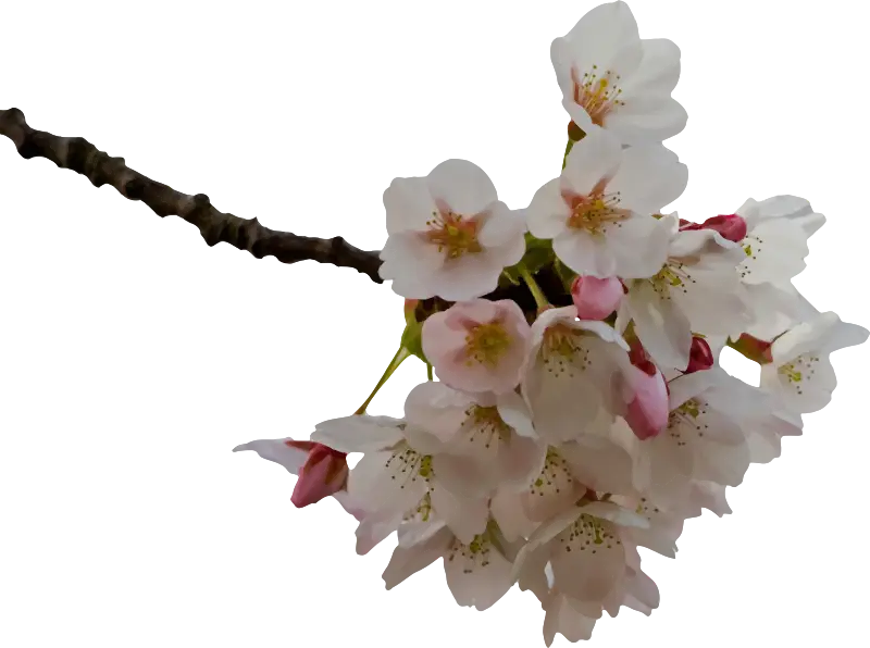 Beautiful Cherry Blossom Branch
