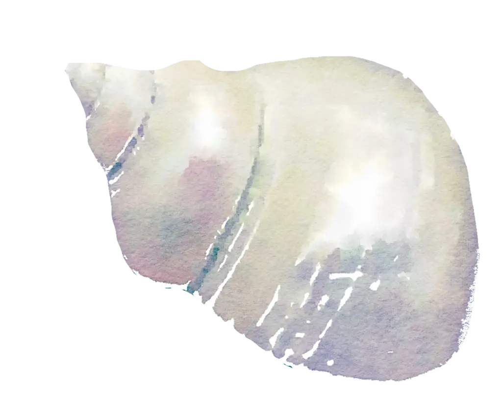 Beautiful White Seashell