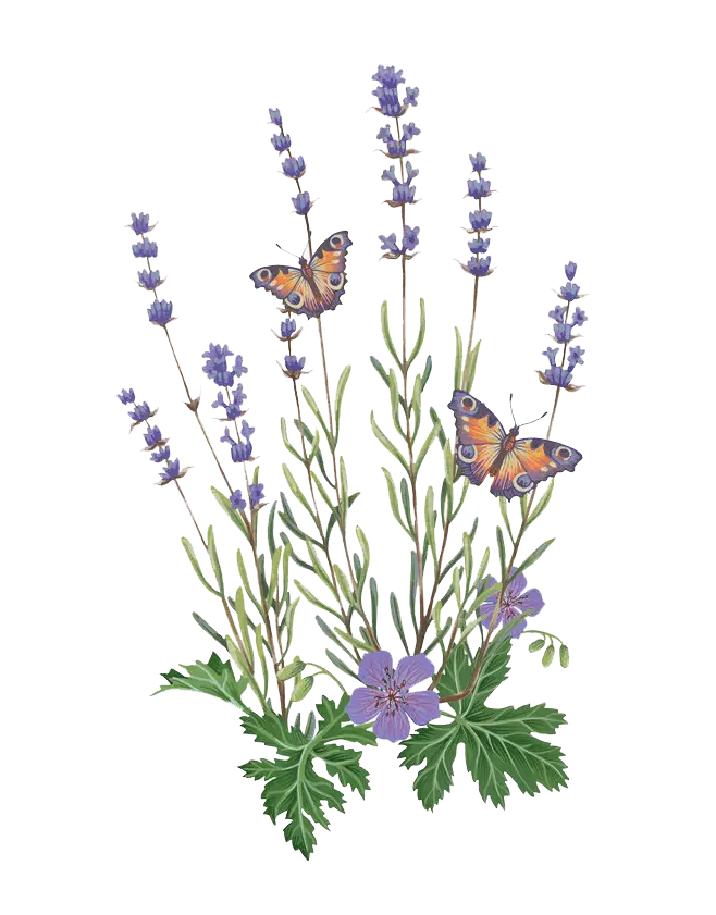 Lavender Flowers with Butterflies