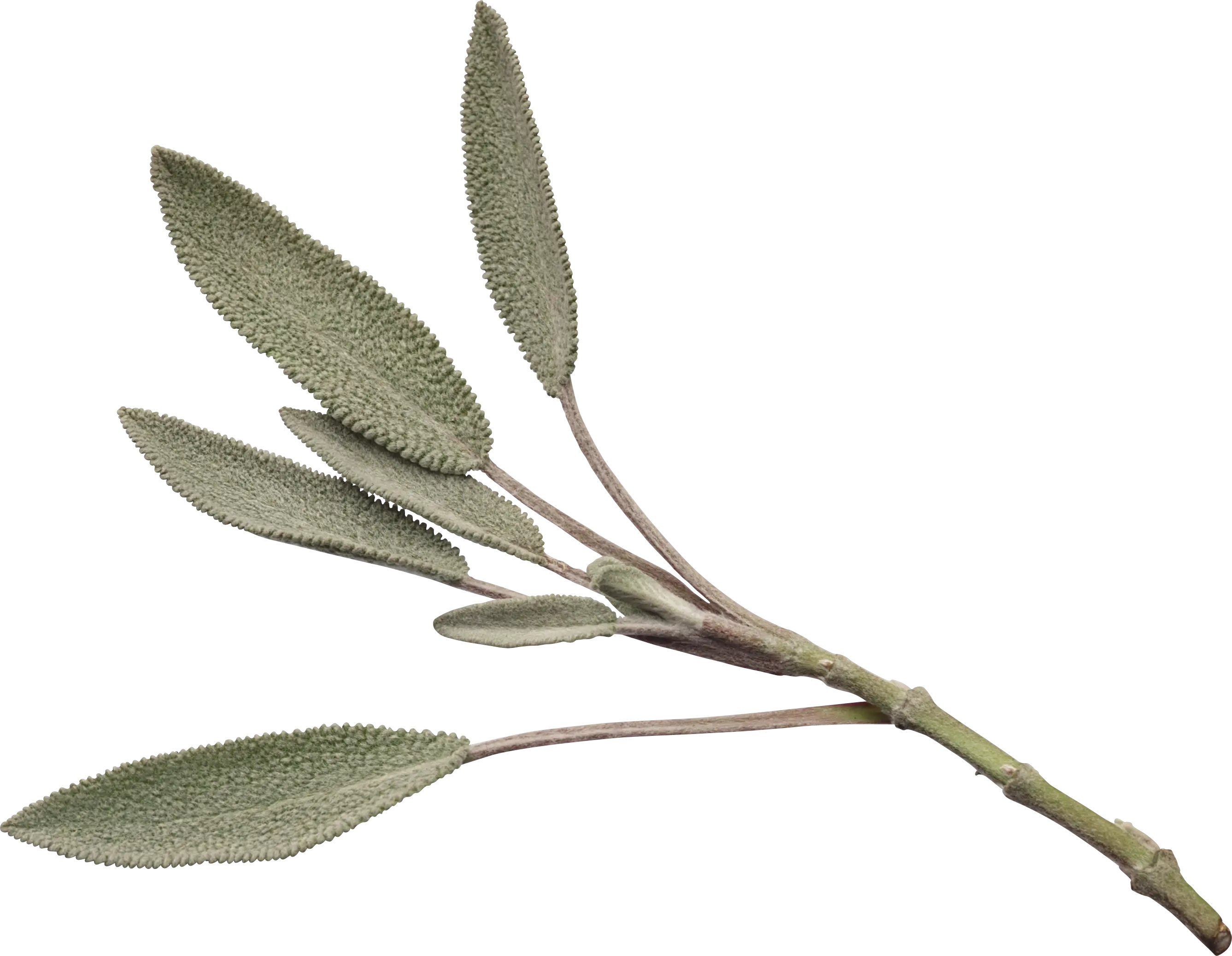 Fresh Sage Herb Plant