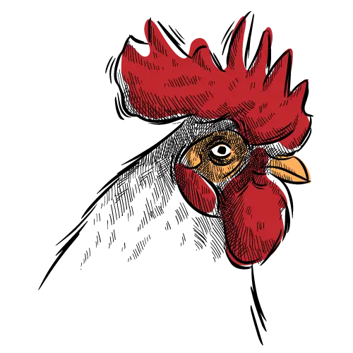 Rooster Head Pencil Sketch Style
