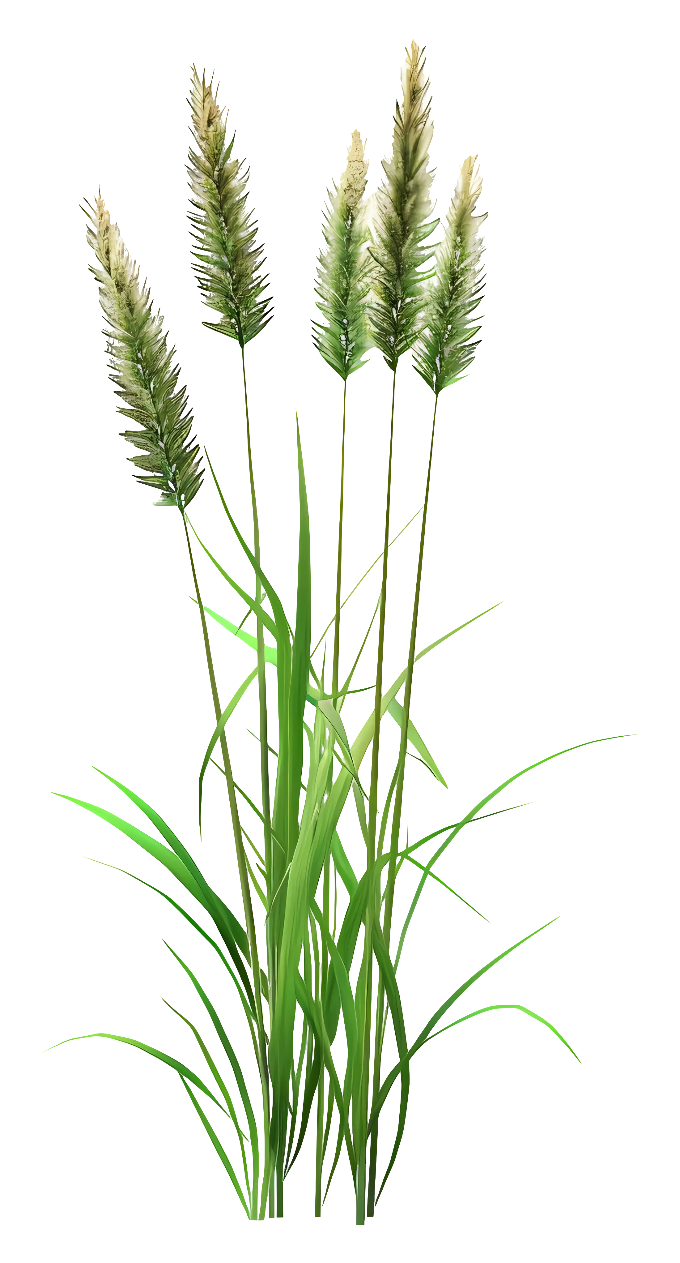 Green Grass and Reeds