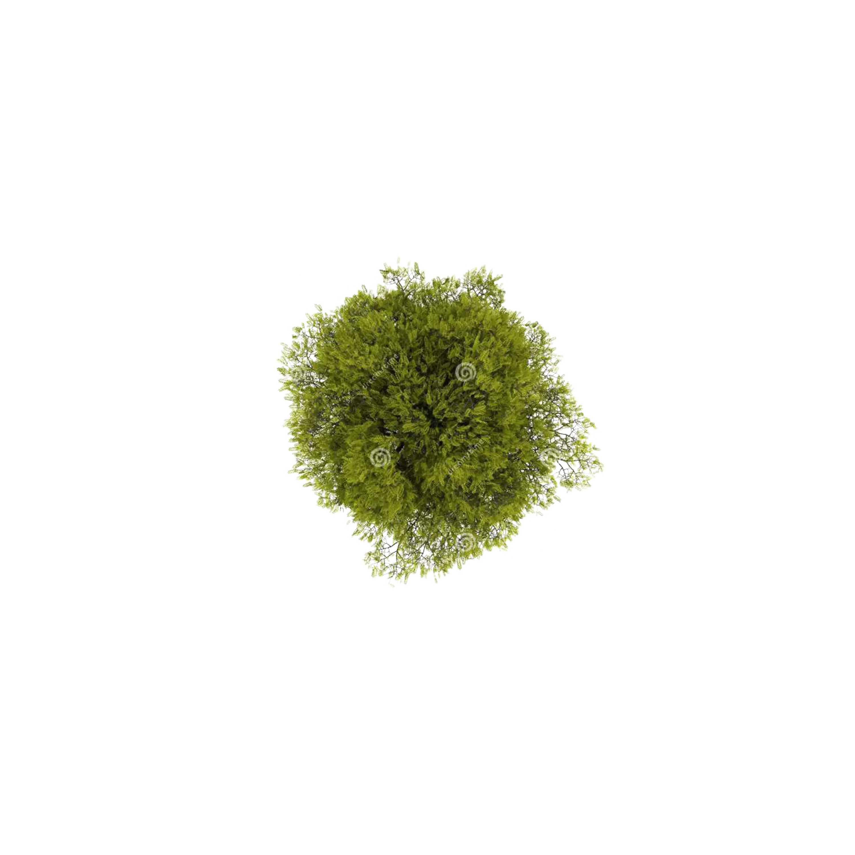 Green Tree Top View Illustration