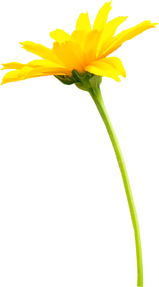 Bright Yellow Flower with Stem
