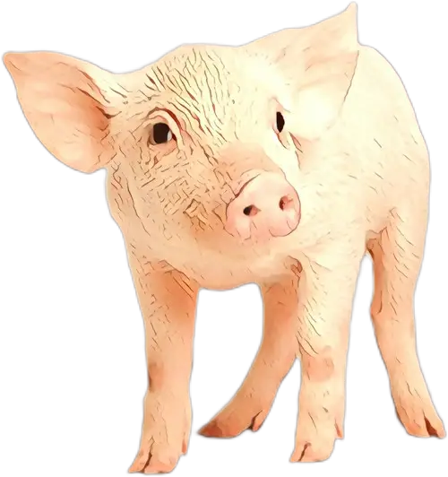 Realistic Cute Pig Illustration