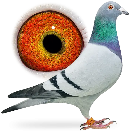 Pigeon with Colorful Eye