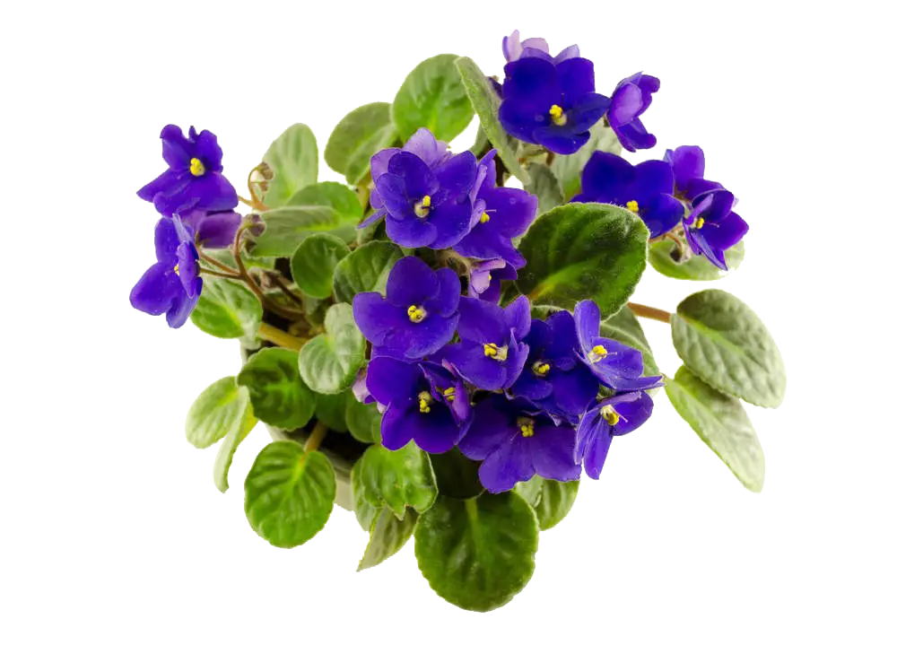 Beautiful Purple Violet Flowers with Leaves