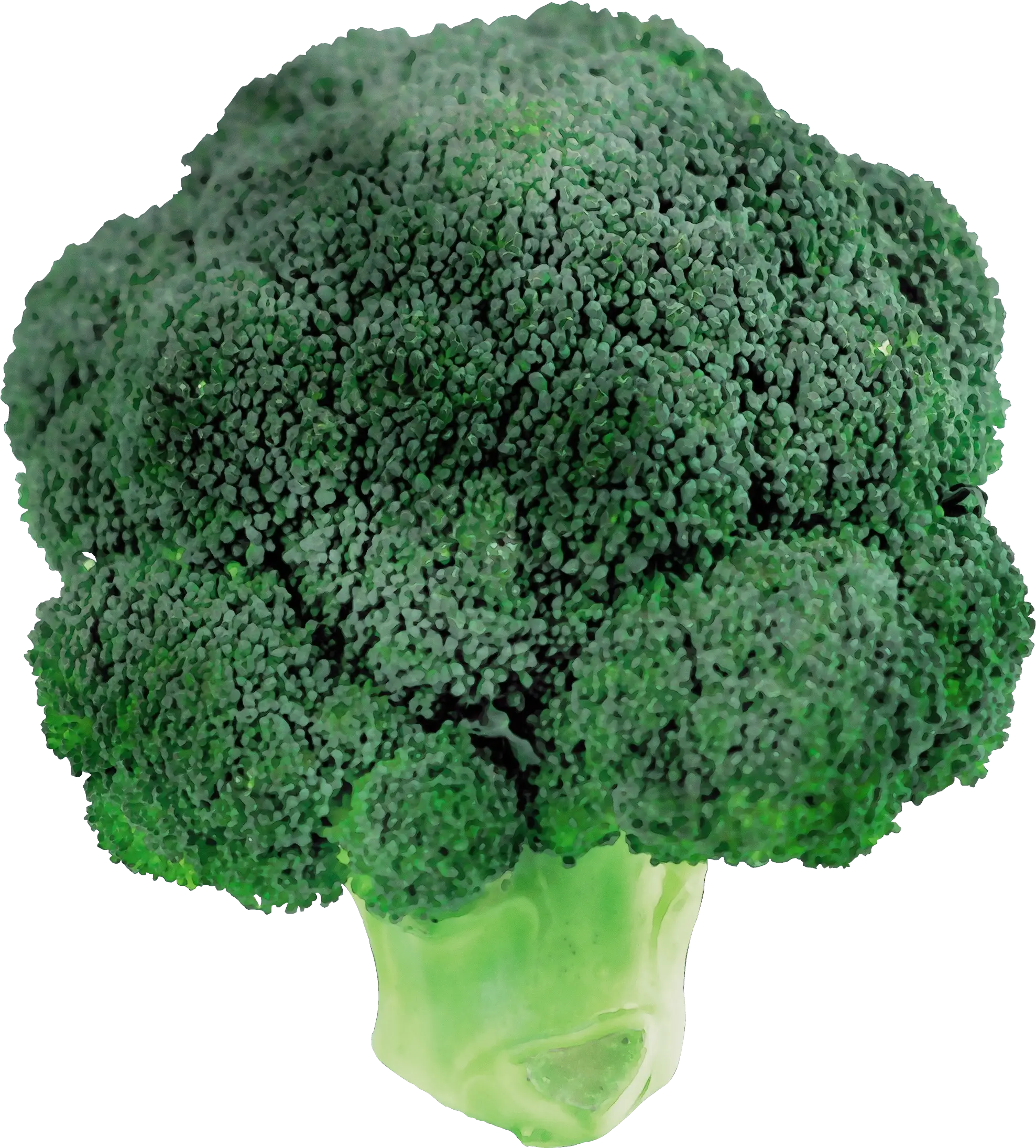Healthy Green Broccoli Illustration