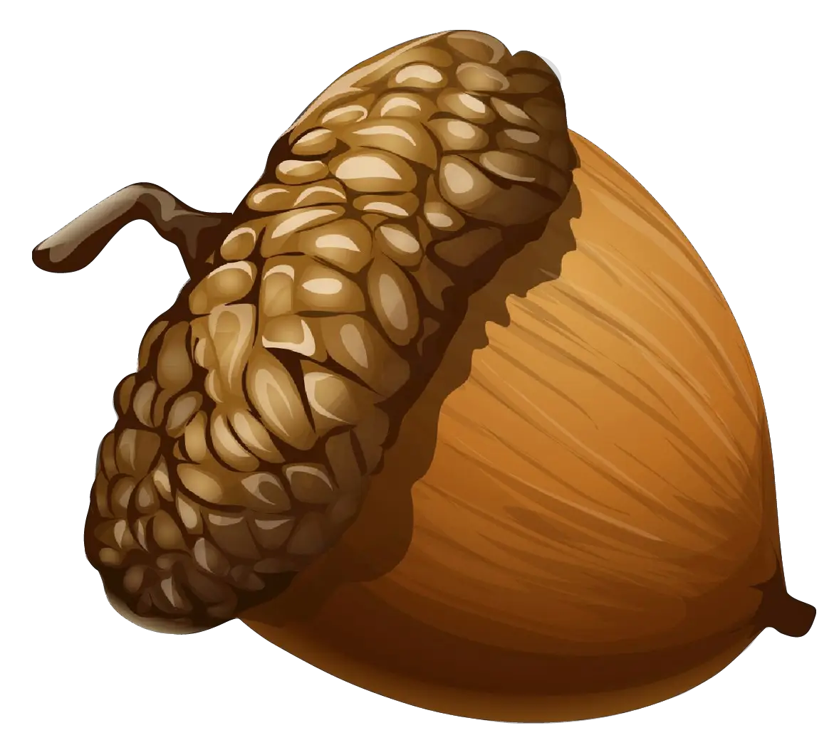 Detailed Illustration of an Acorn