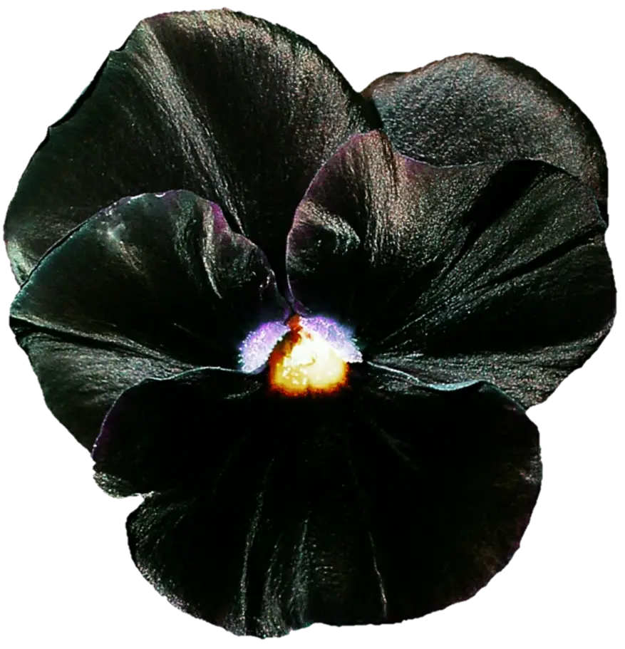 Black Pansy Flower for Elegant Gardening
