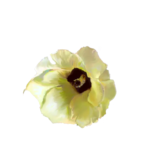 Yellow Flower in Bloom