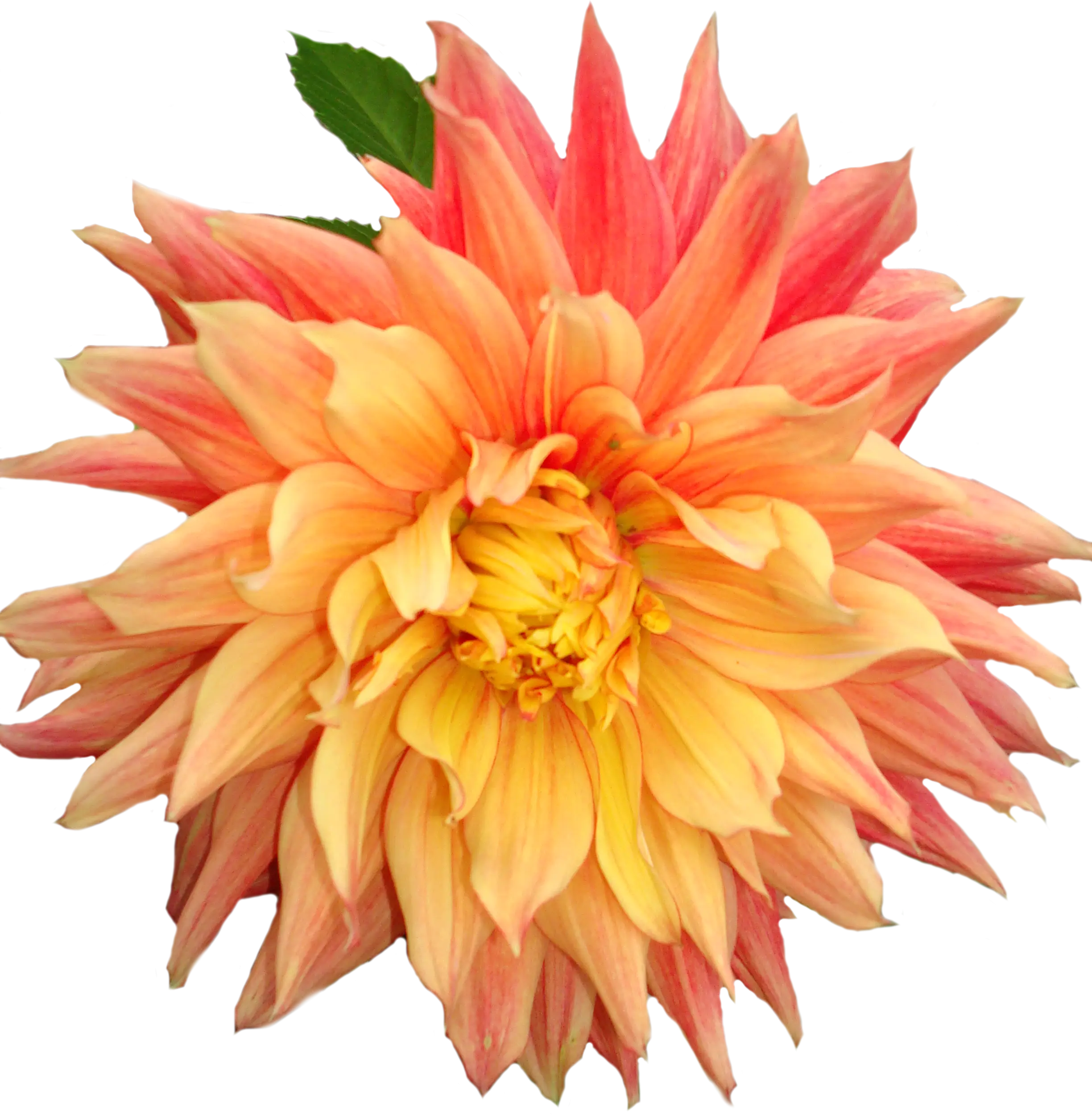 Yellow Dahlia Flower in Full Bloom