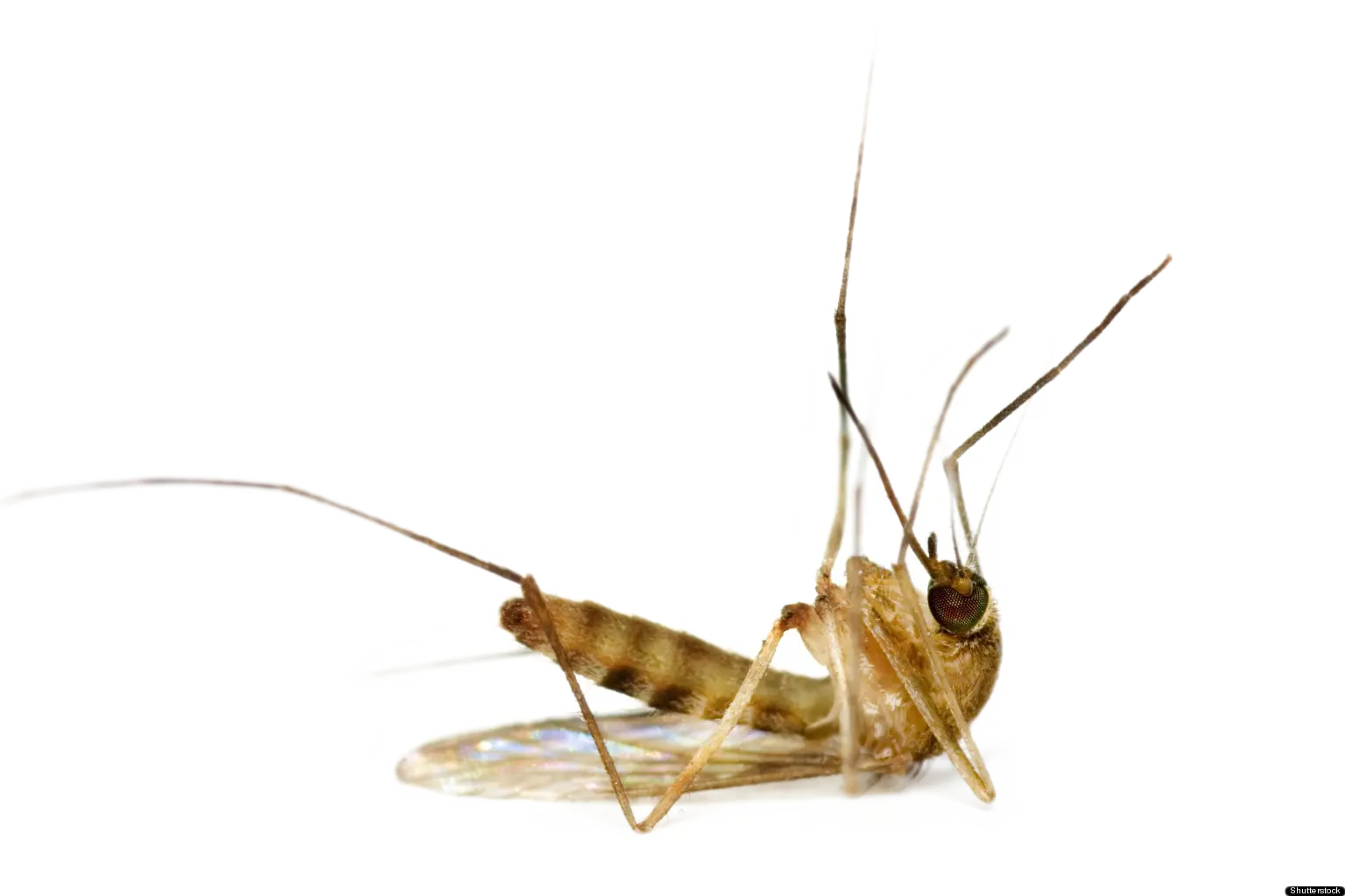 Close-up of a Mosquito