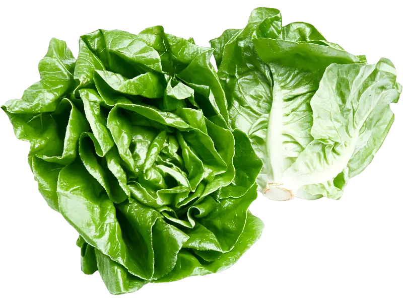 Fresh Green Lettuce