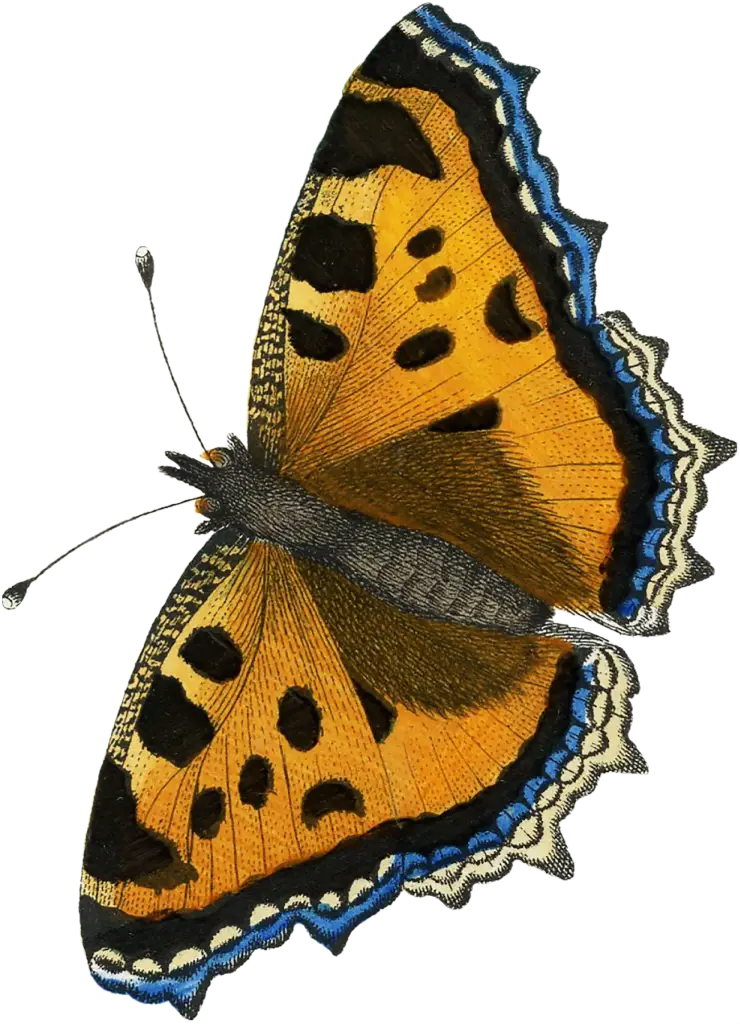 Detailed Orange and Blue Butterfly Illustration