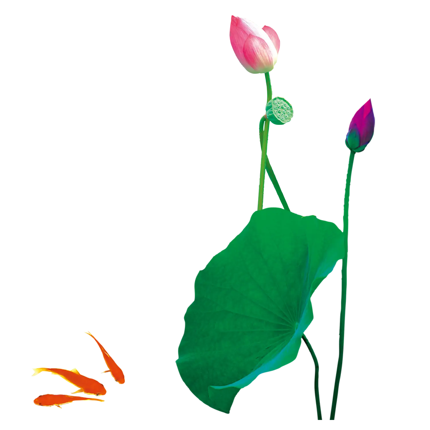 Lotus Flower and Fish Illustration