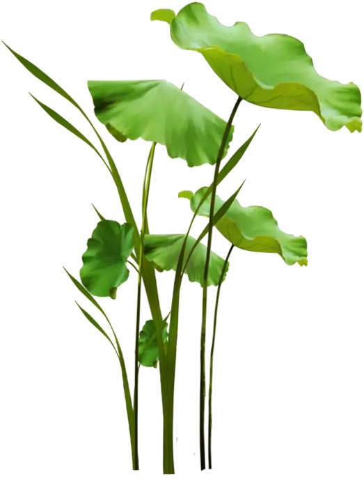 Green Lotus Leaves Illustration