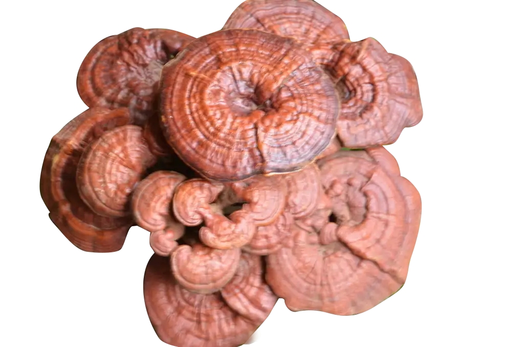 Reishi Mushroom Cluster