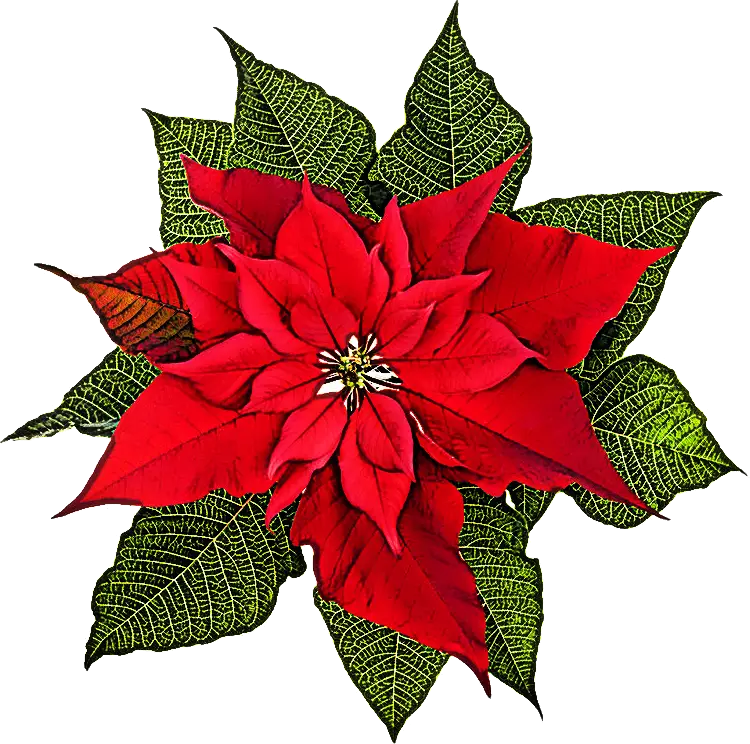Beautiful Red Poinsettia with Green Leaves