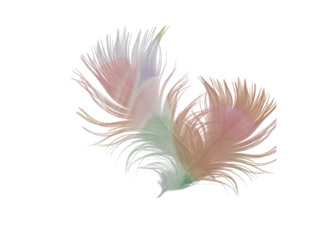 Set of Colorful Delicate Feathers