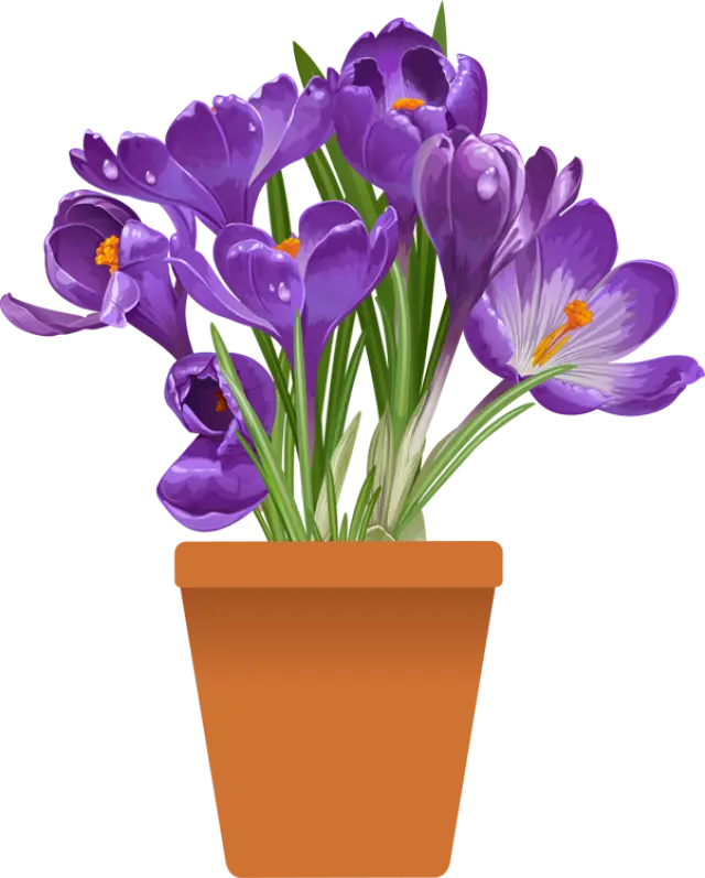 Purple Flowers in Pot