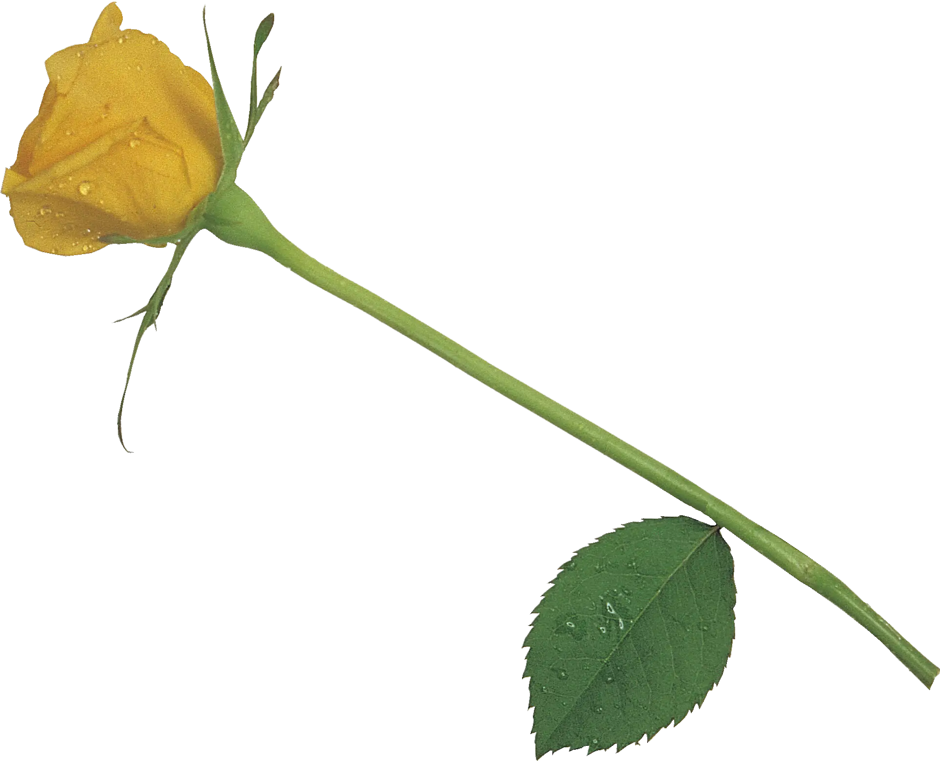 Yellow Rose with Stem