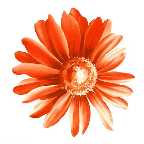 Bright Orange Flower with Petals