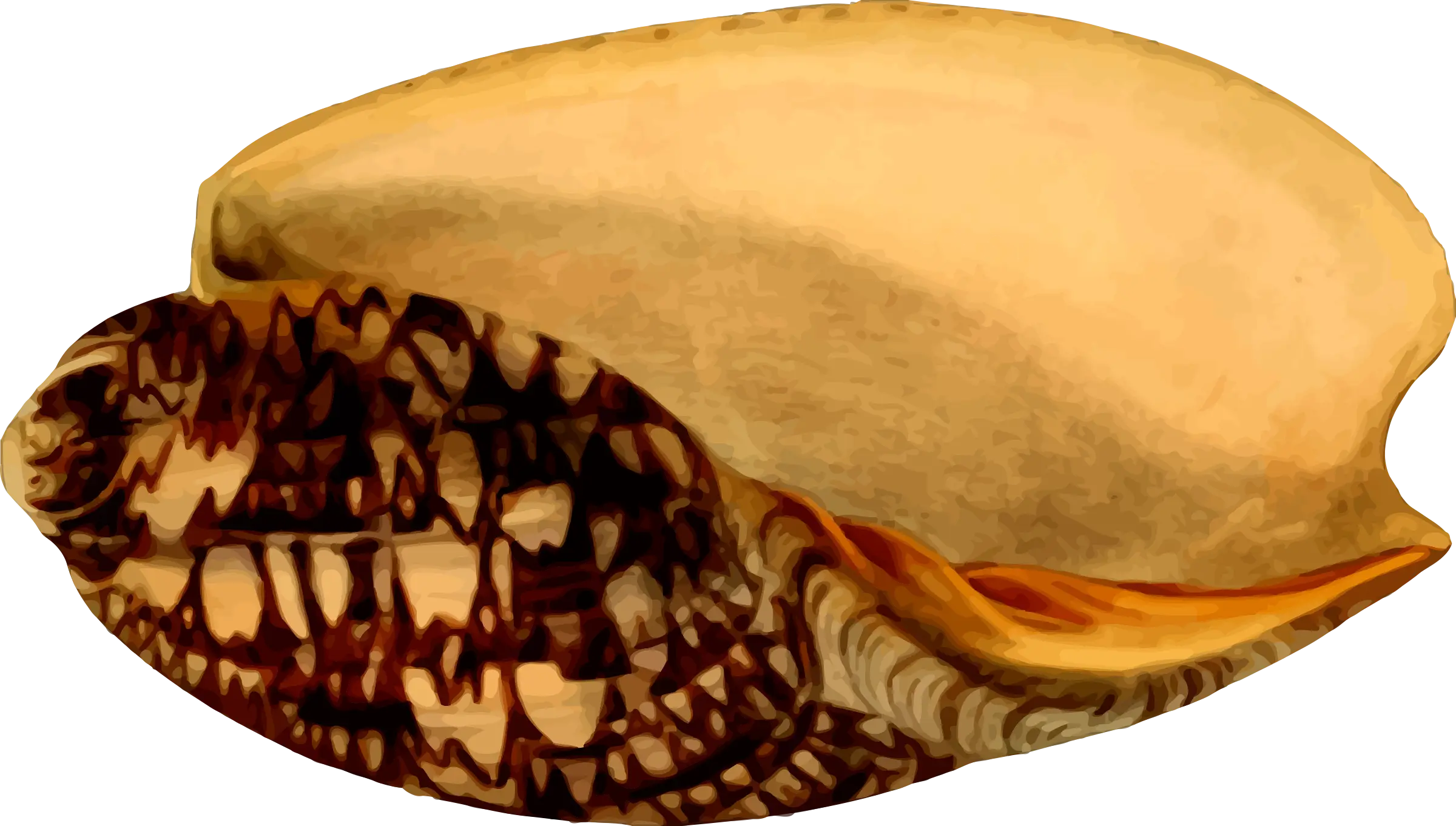 Beautiful Seashell from the Ocean