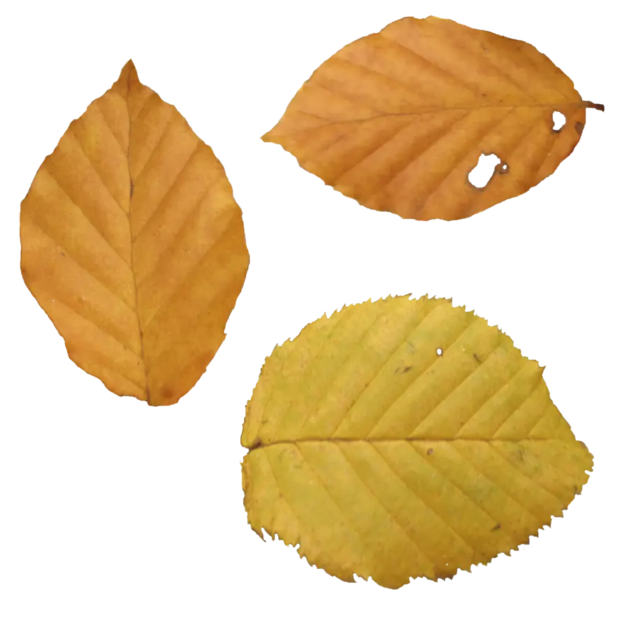 Yellow Autumn Leaves with Natural Texture