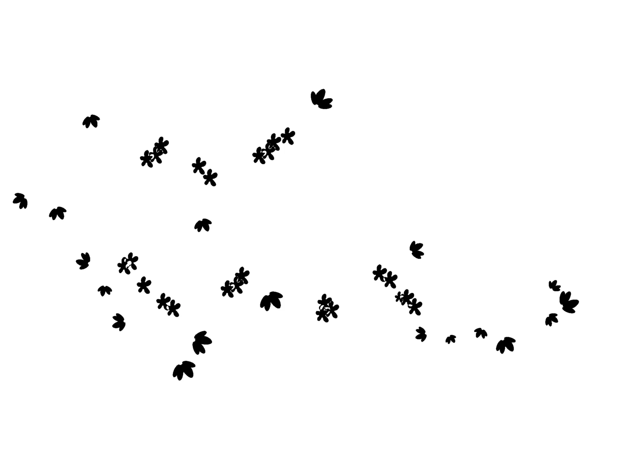 Silhouette of Flying Black Bird Flock in Formation