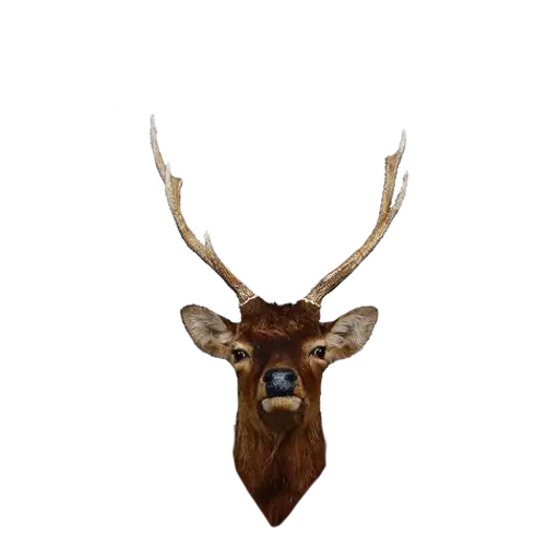Deer Head with Antlers in Nature