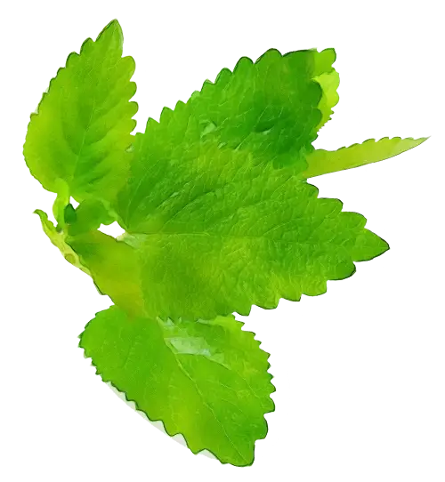 Fresh Green Mint Leaves