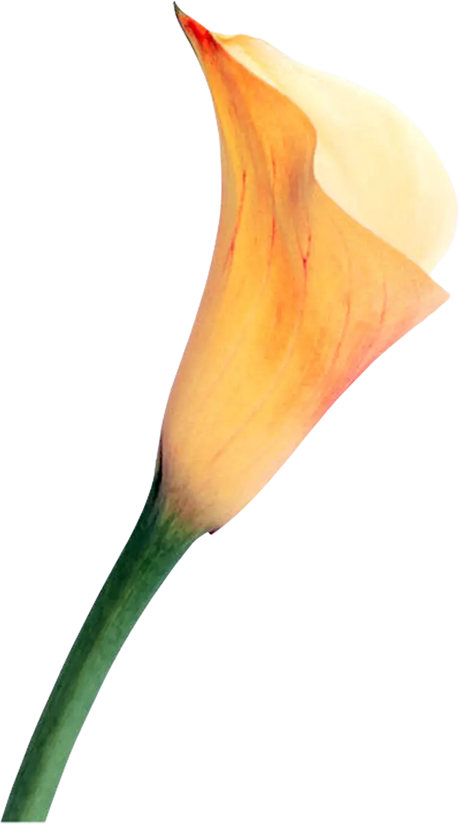 Yellow Calla Lily Botanical Illustration