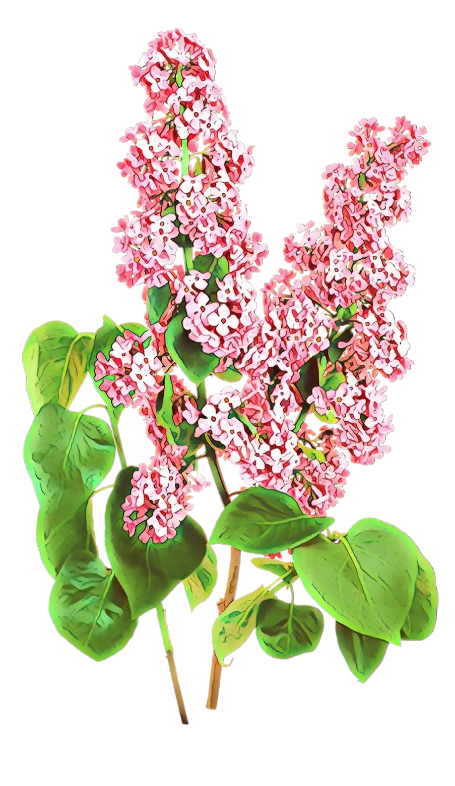 Pink Flowers in Bloom