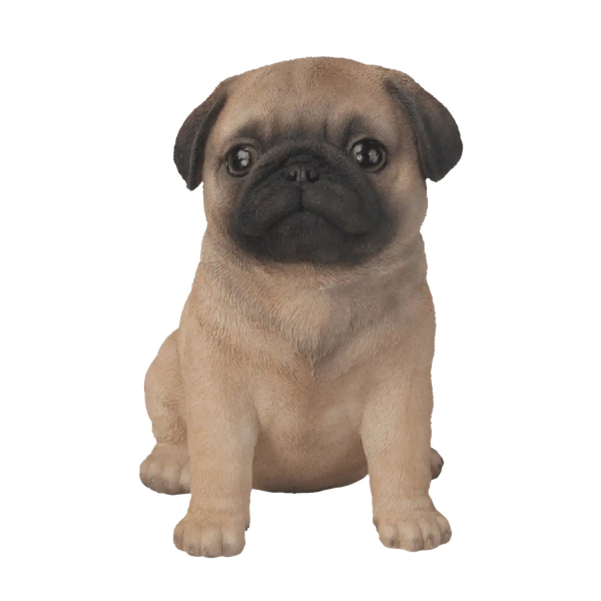 Cute Pug Puppy Sitting