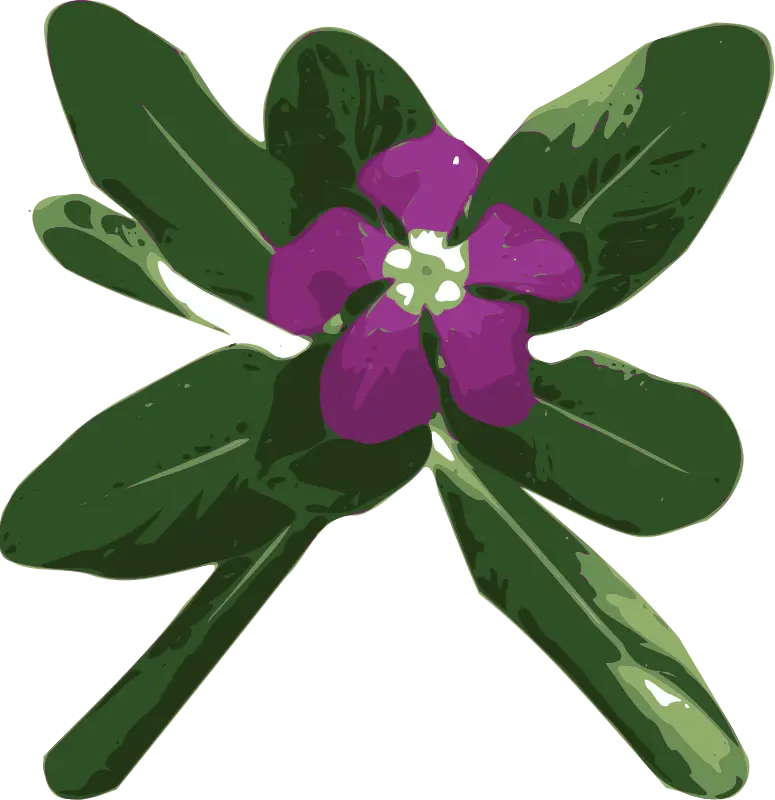 Purple Flower with Green Leaves Illustration