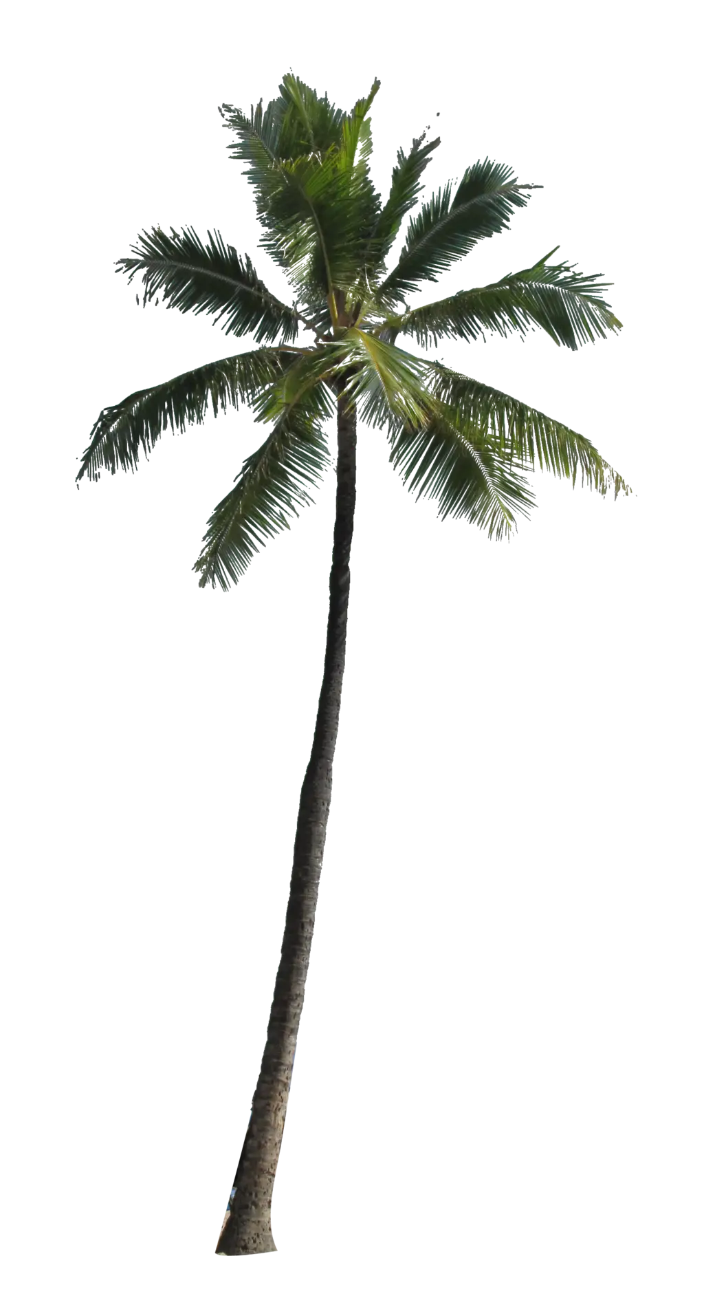 Tall Palm Tree with Green Leaves