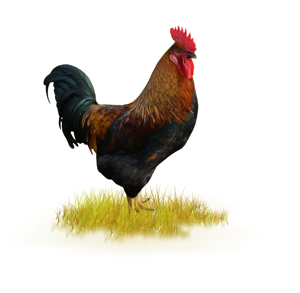 Lively Rooster Standing on Grass