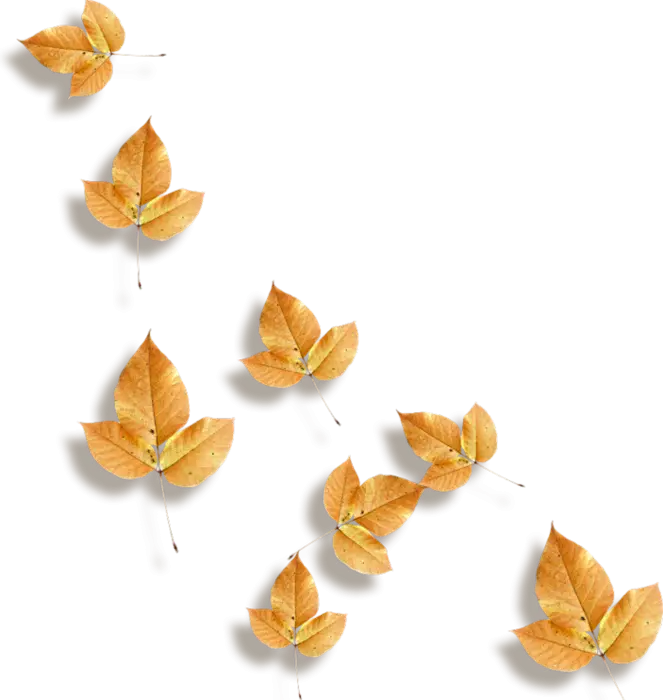 Beautiful Autumn Yellow Leaves on Display