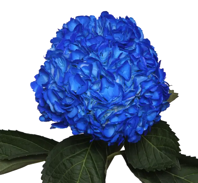 Beautiful Blue Hydrangea Flower