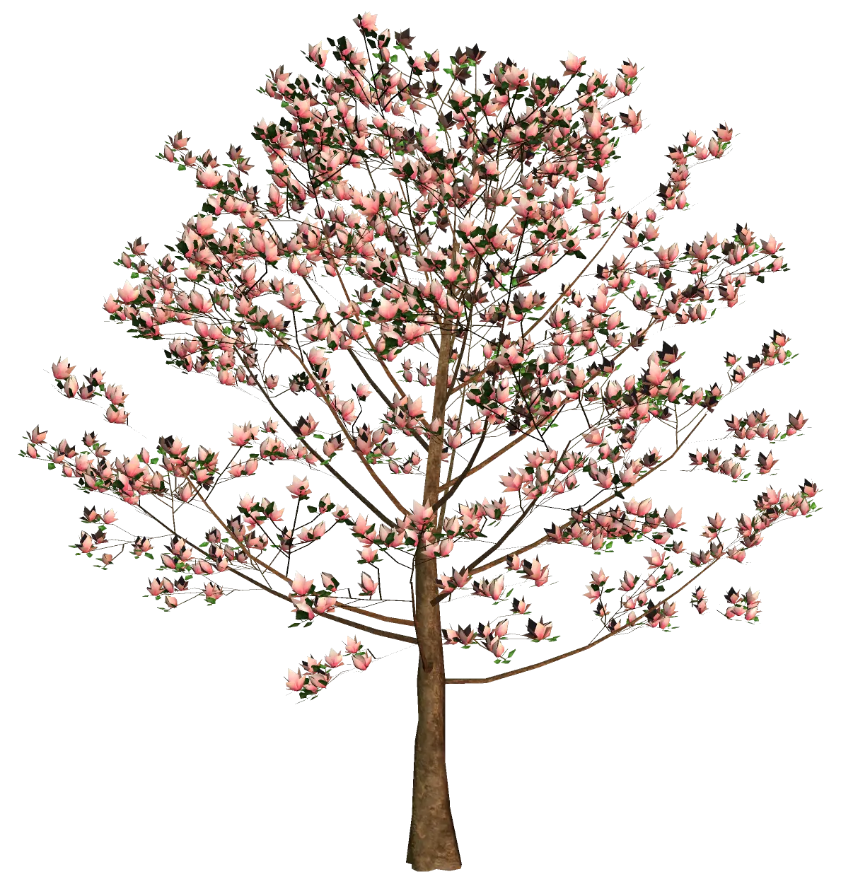 Blooming Cherry Blossom Tree in Spring