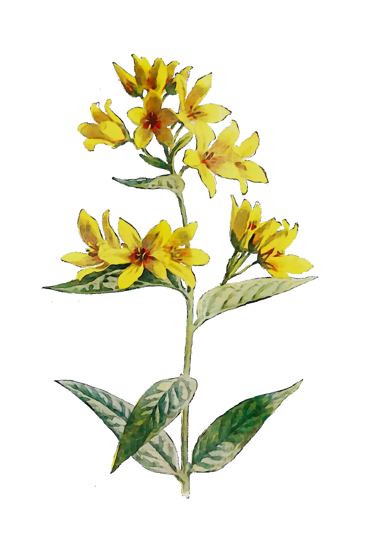 Yellow Flower Plant Illustration