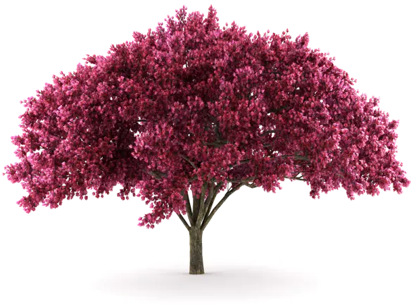 Pink Cherry Blossom Tree in Bloom